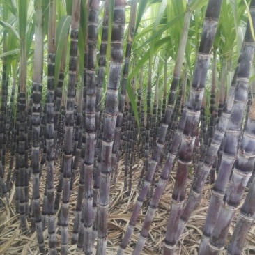 黑皮甘蔗自己种植品质好已大量上市！