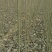【精品】杨树苗107-108-2025成活率高，规格全！