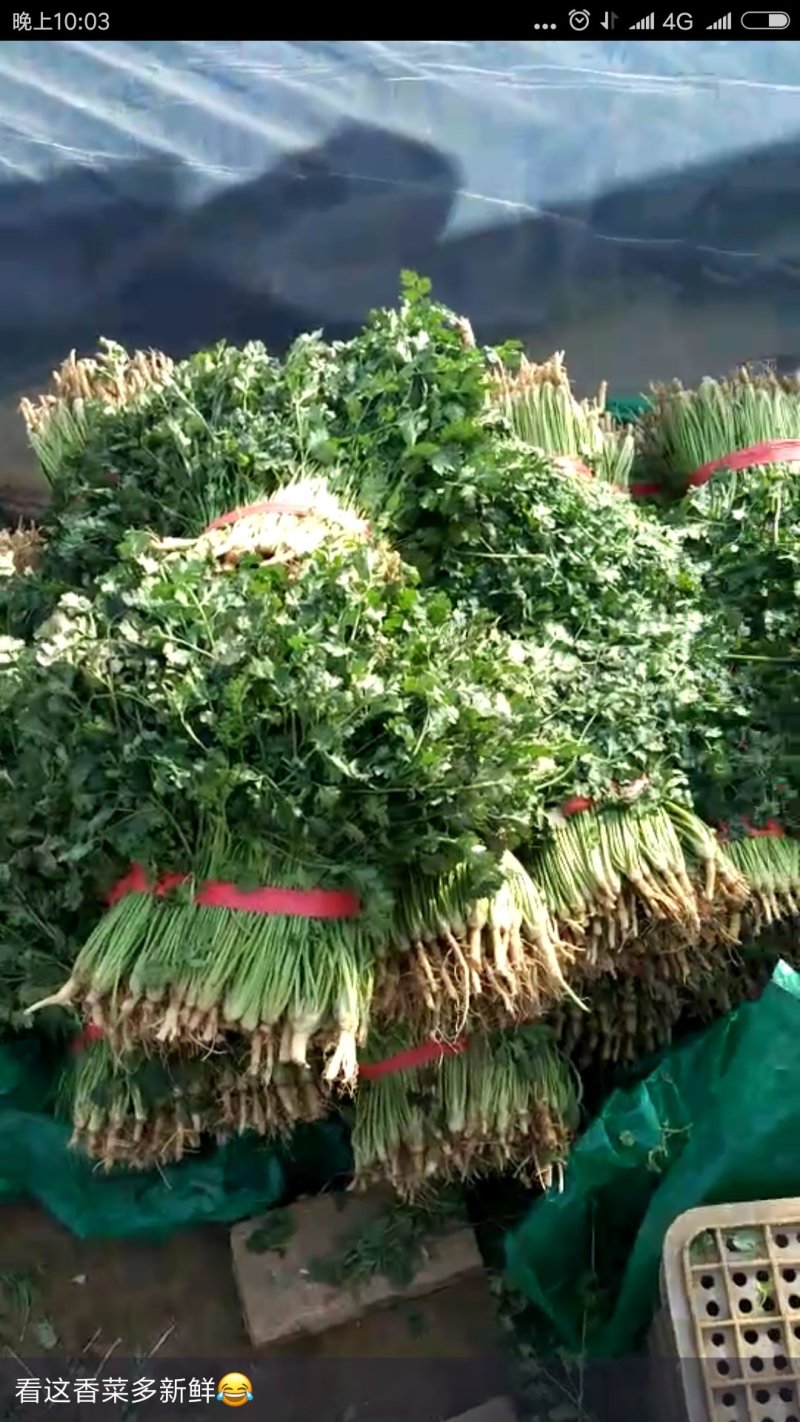 中叶铁杆青香菜籽，香菜种子