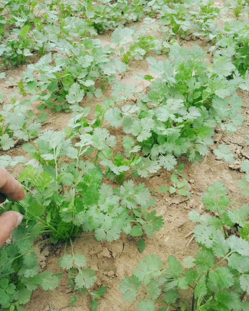 中叶铁杆青香菜籽，香菜种子
