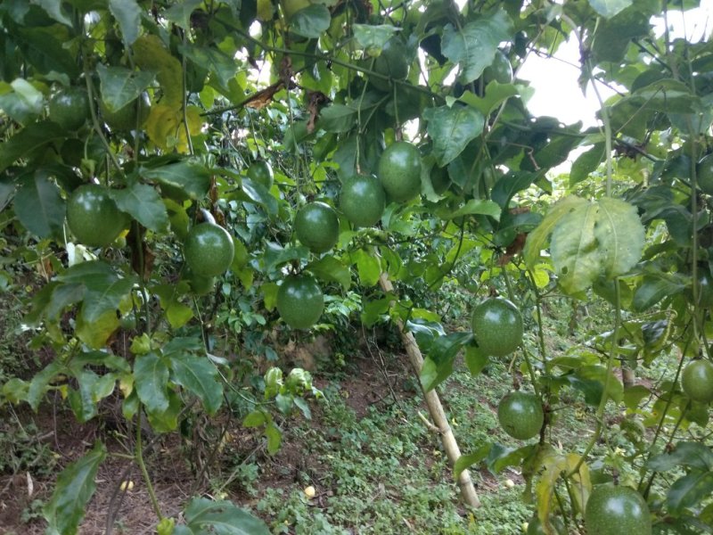 百香果（西番莲），纯生态工艺种植