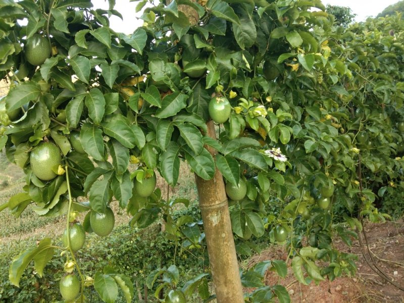 百香果（西番莲），纯生态工艺种植