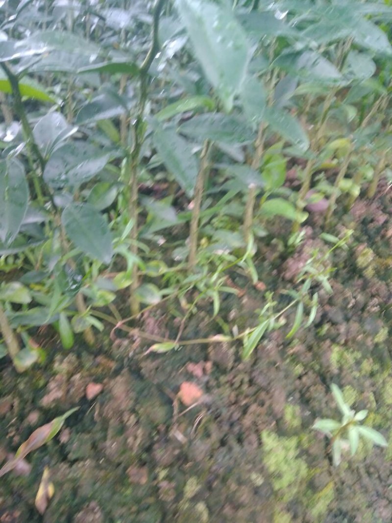 香橙苗，抗病强，适合嫁接各种柑橘苗，价格优惠