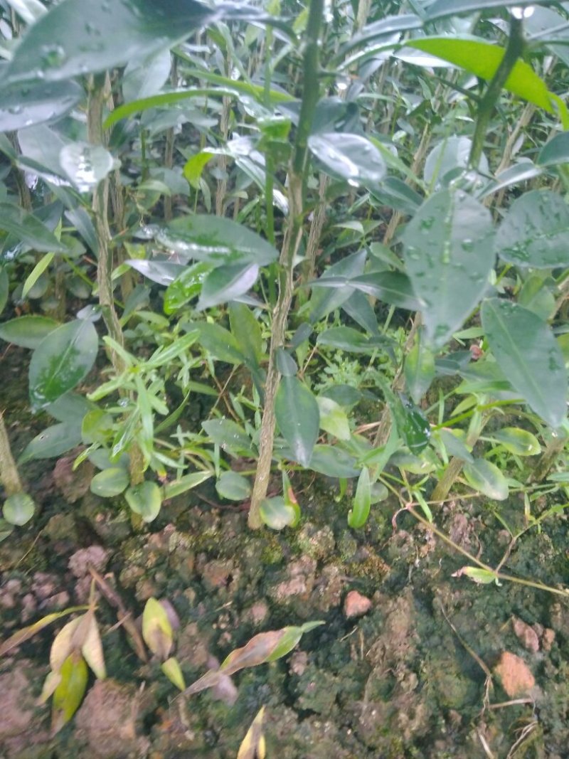 香橙苗，抗病强，适合嫁接各种柑橘苗，价格优惠