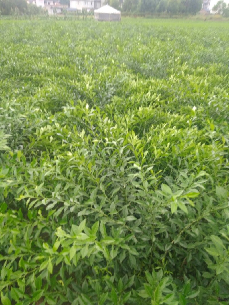香橙苗，抗病强，适合嫁接各种柑橘苗，价格优惠