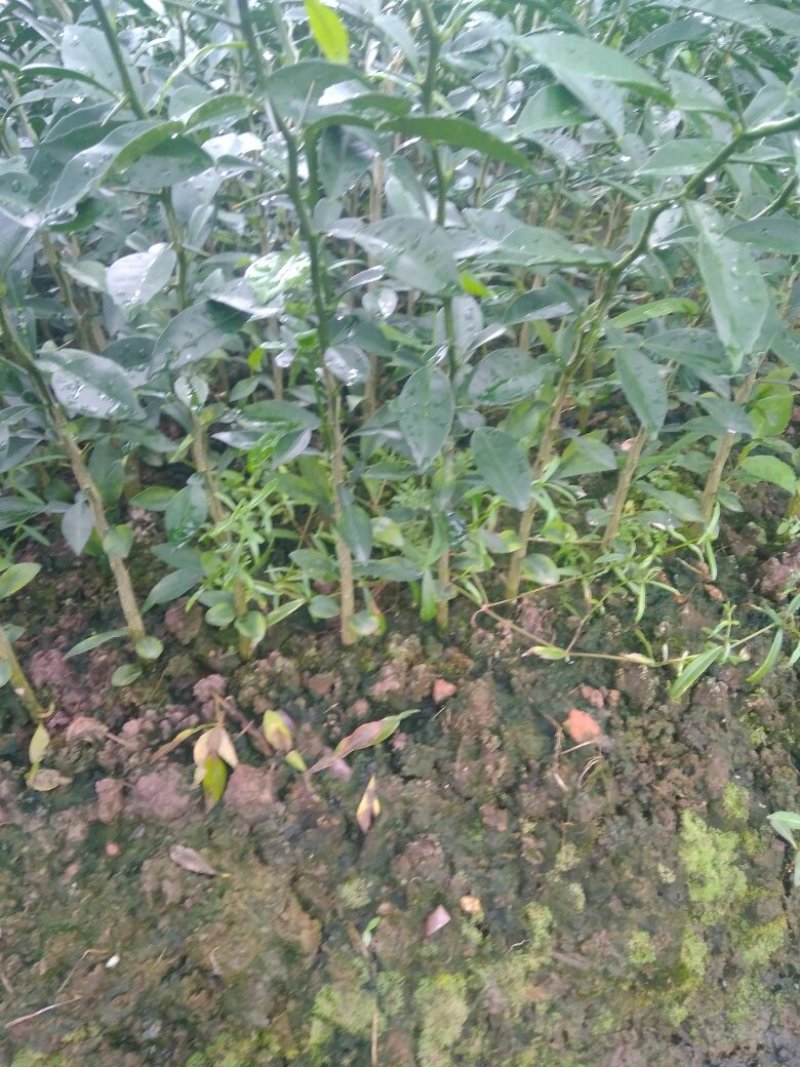 香橙苗，抗病强，适合嫁接各种柑橘苗，价格优惠