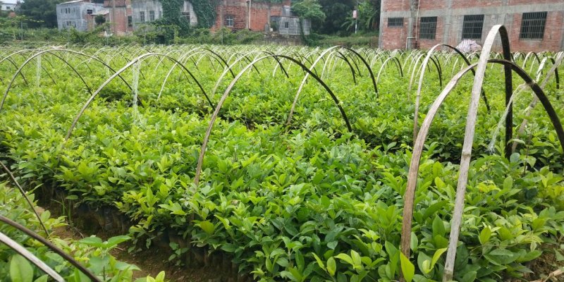牛大力苗牛大力薯苗中叶小叶牛大力树种子苗
