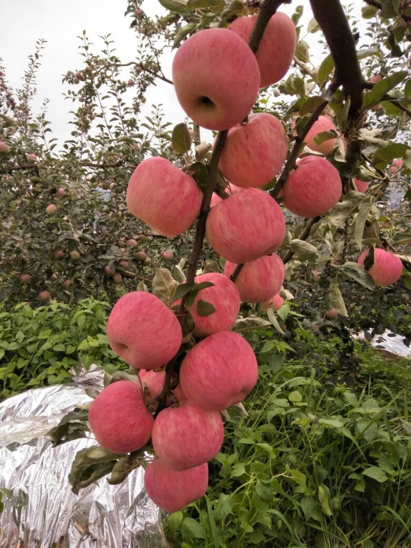 苹果昭通苹果上市了。欢迎订购。