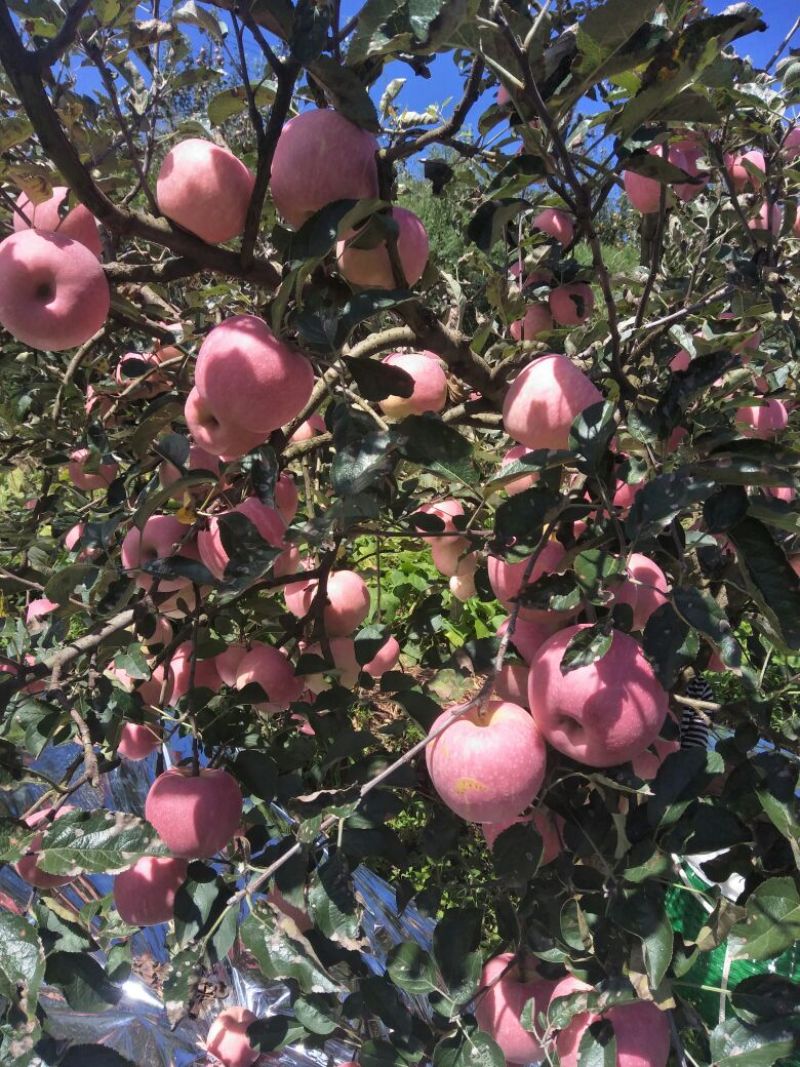 苹果昭通苹果上市了。欢迎订购。