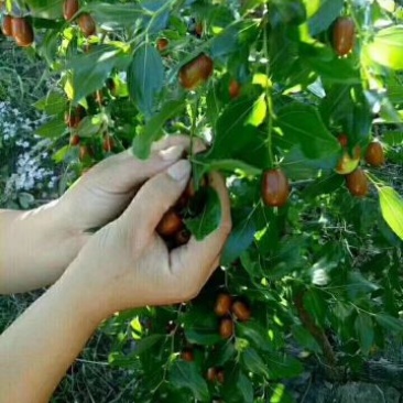 鲜枣