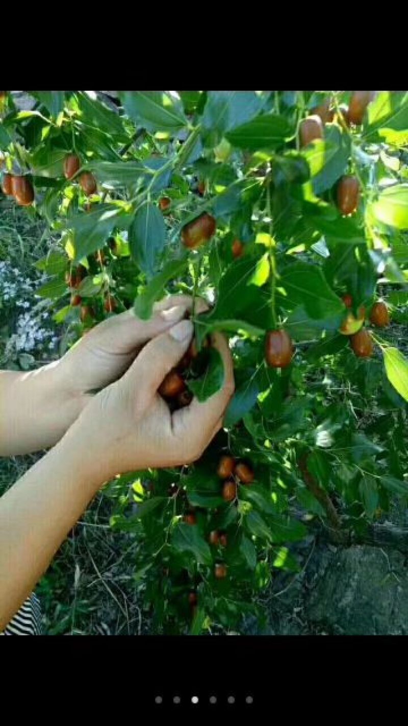 鲜枣