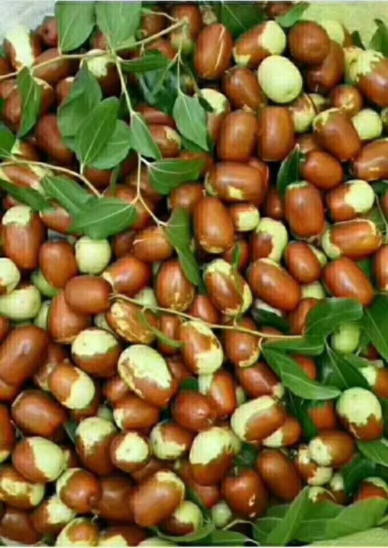 鲜枣