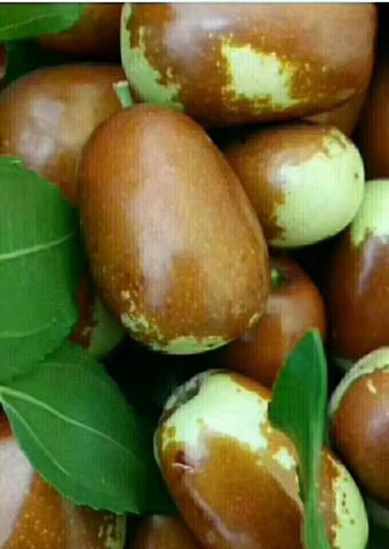 鲜枣