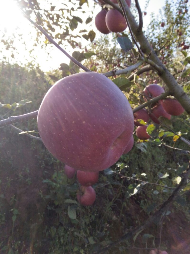 昭通苹果2001苹果热卖中。