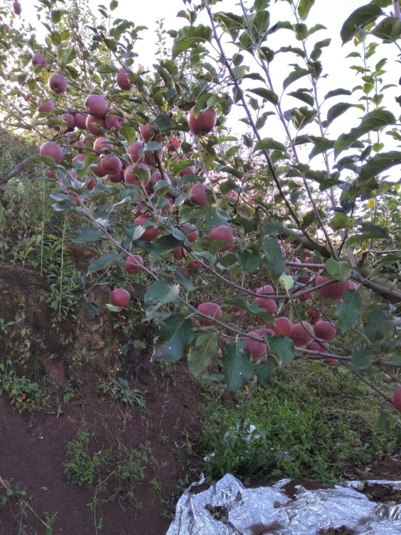 昭通苹果2001苹果热卖中。