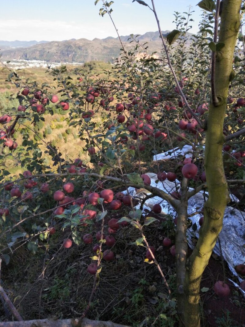 昭通苹果2001苹果热卖中。