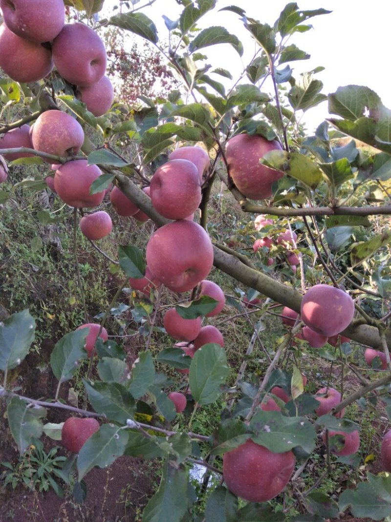 昭通苹果2001苹果热卖中。