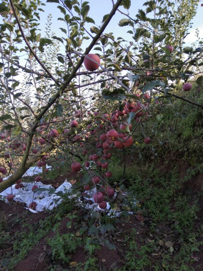 昭通苹果2001苹果热卖中。