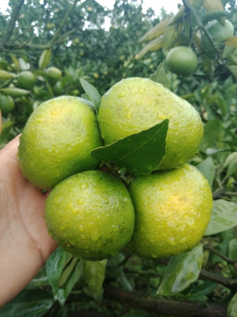 密橘