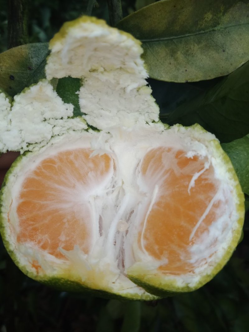 密橘