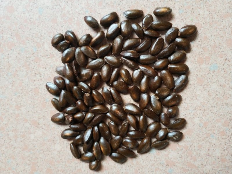 牛心梨种子牛心果牛心释迦种子番荔枝种子林檎