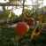 牛心梨种子牛心果牛心释迦种子番荔枝种子林檎