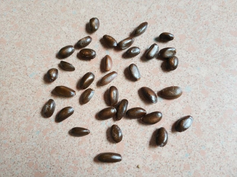 牛心梨种子牛心果牛心释迦种子番荔枝种子林檎