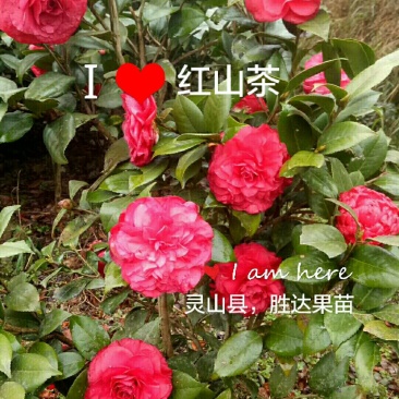 红山茶花苗，四季杜鹃花苗。拉贝茶花苗