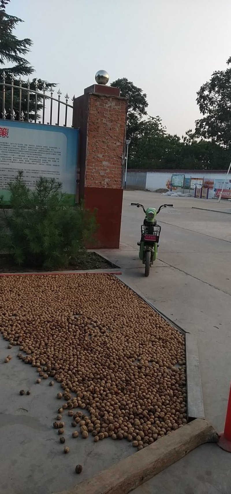 脱皮干核桃