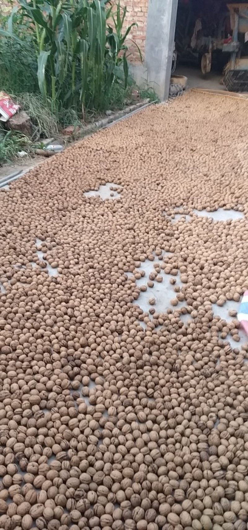 脱皮干核桃