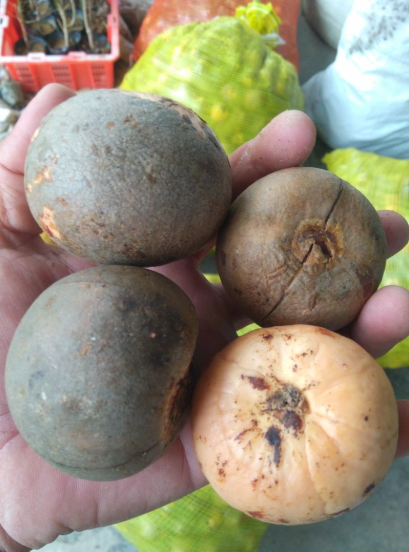 牛油果种子油梨，鳄梨、酪梨、奶油果