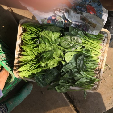 加工厂菠菜价格你说了算