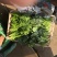 加工厂菠菜价格你说了算