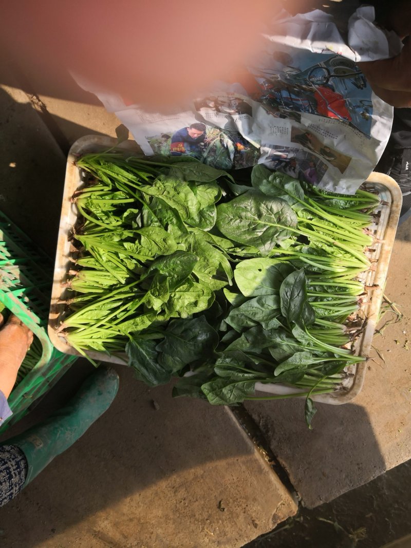 加工厂菠菜价格你说了算