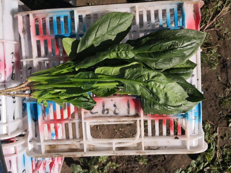 加工厂菠菜价格你说了算