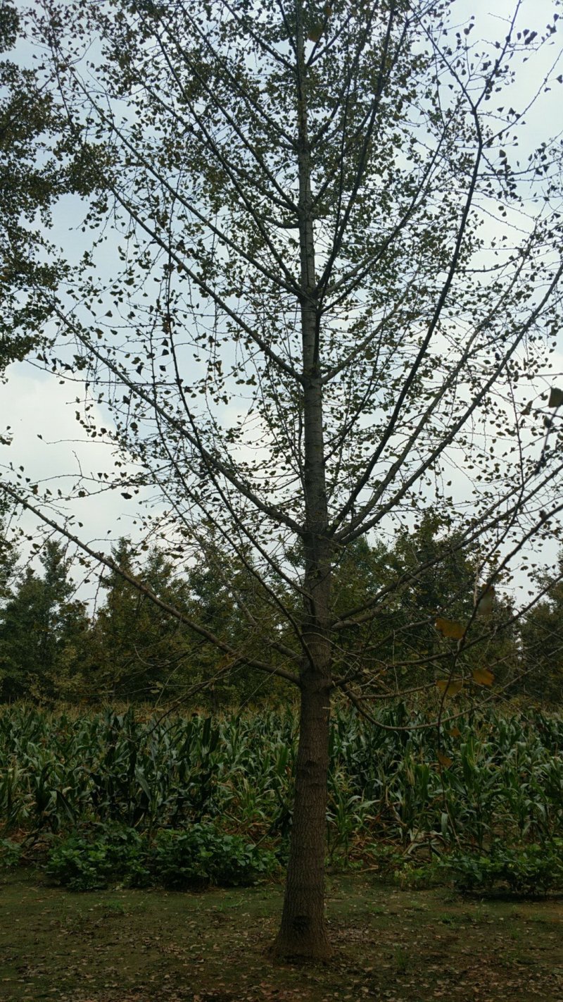 银杏树