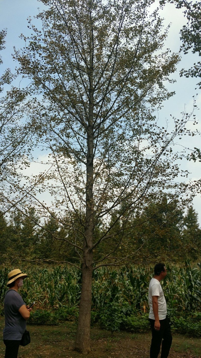 银杏树