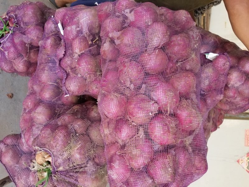 前期洋葱