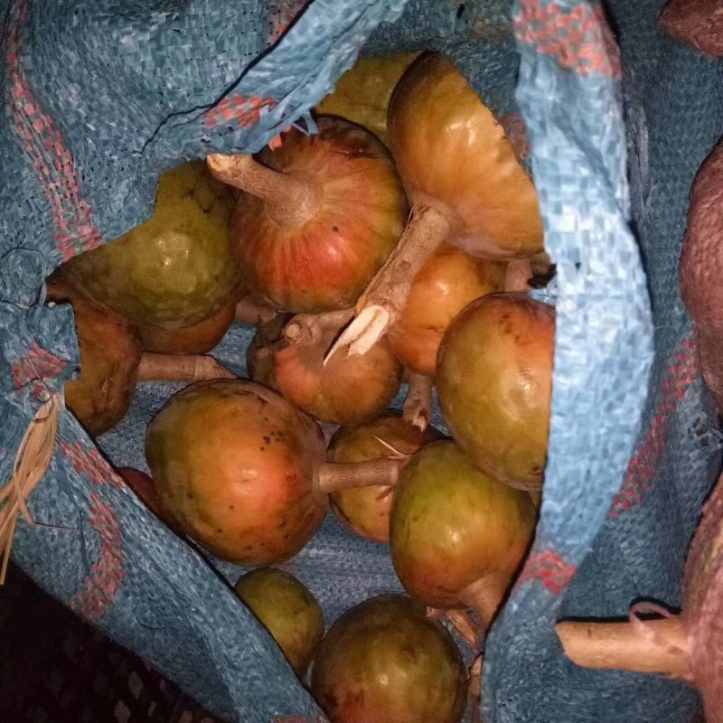 牛心梨种子牛心果牛心释迦种子番荔枝种子林檎