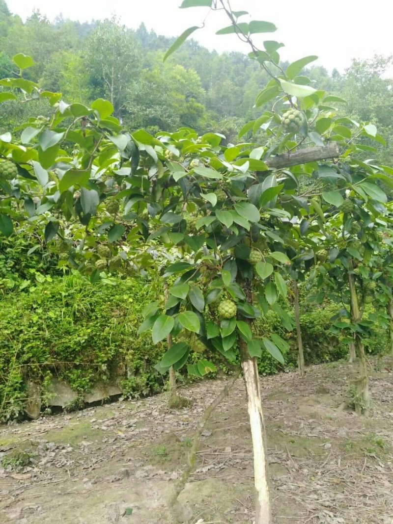 密多萝，（布福娜，黑老虎）苗