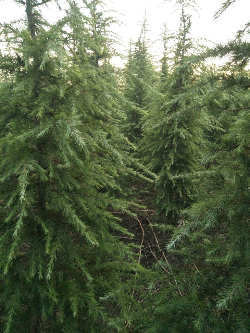 雪松2~4cm