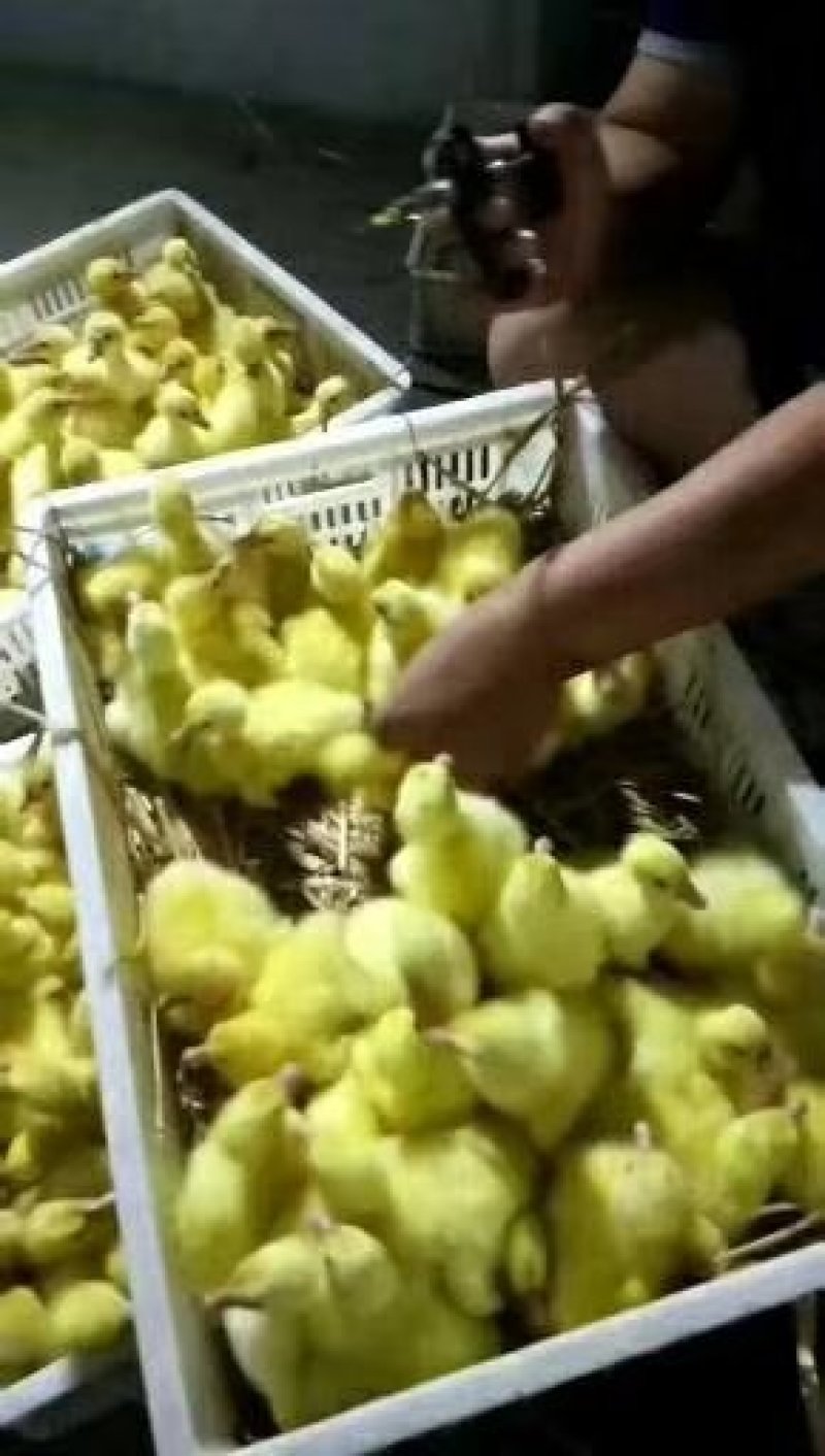 大白沙肉鹅苗