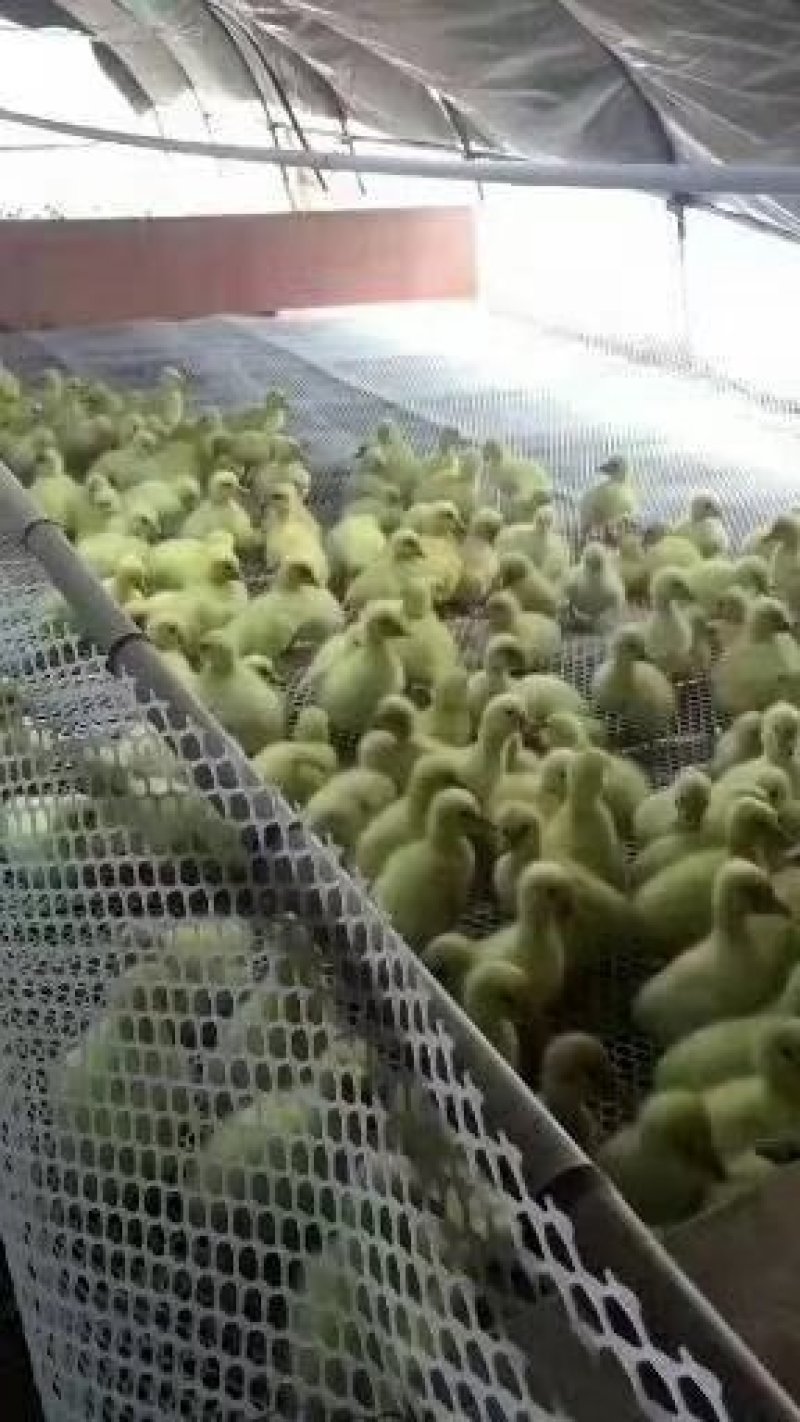 大白沙肉鹅苗
