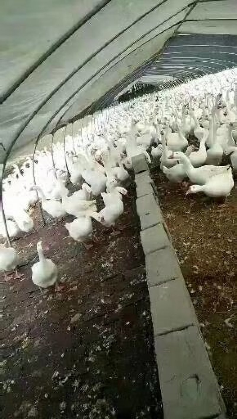 大白沙肉鹅苗