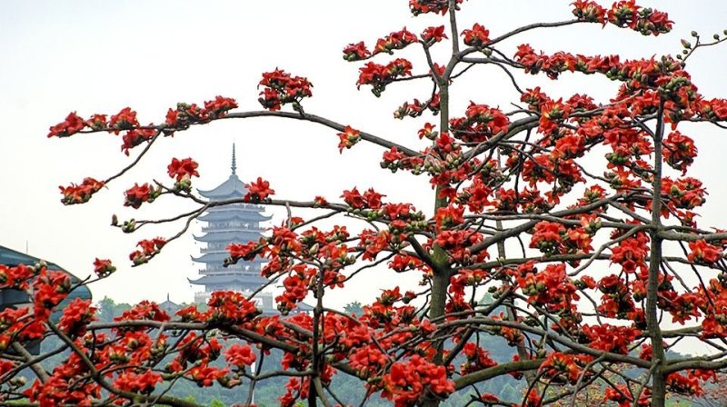 本地木棉种子莫连英雄树木棉花种子攀枝花