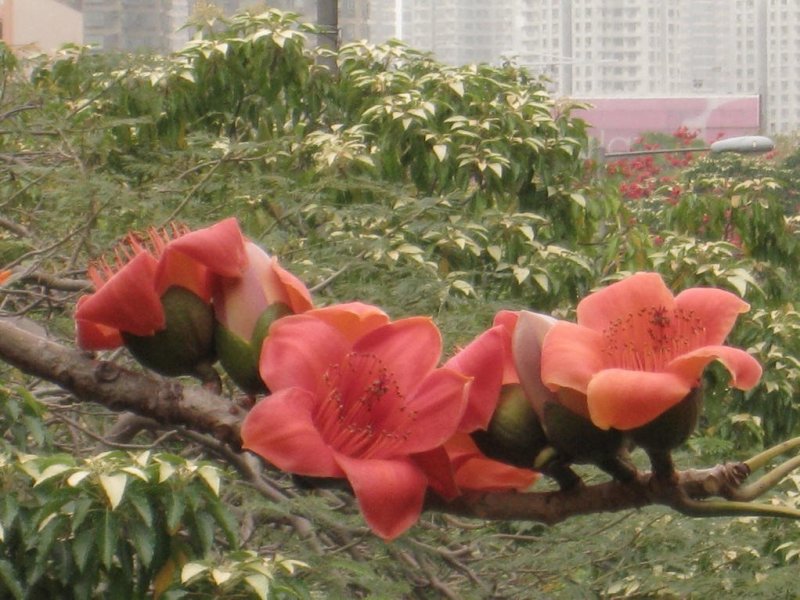 本地木棉种子莫连英雄树木棉花种子攀枝花