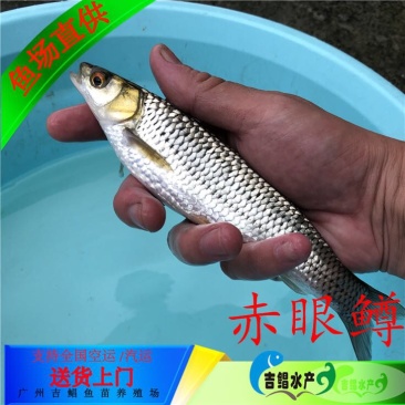 赤眼鳟鱼赤眼鳟鱼苗红眼鱼苗