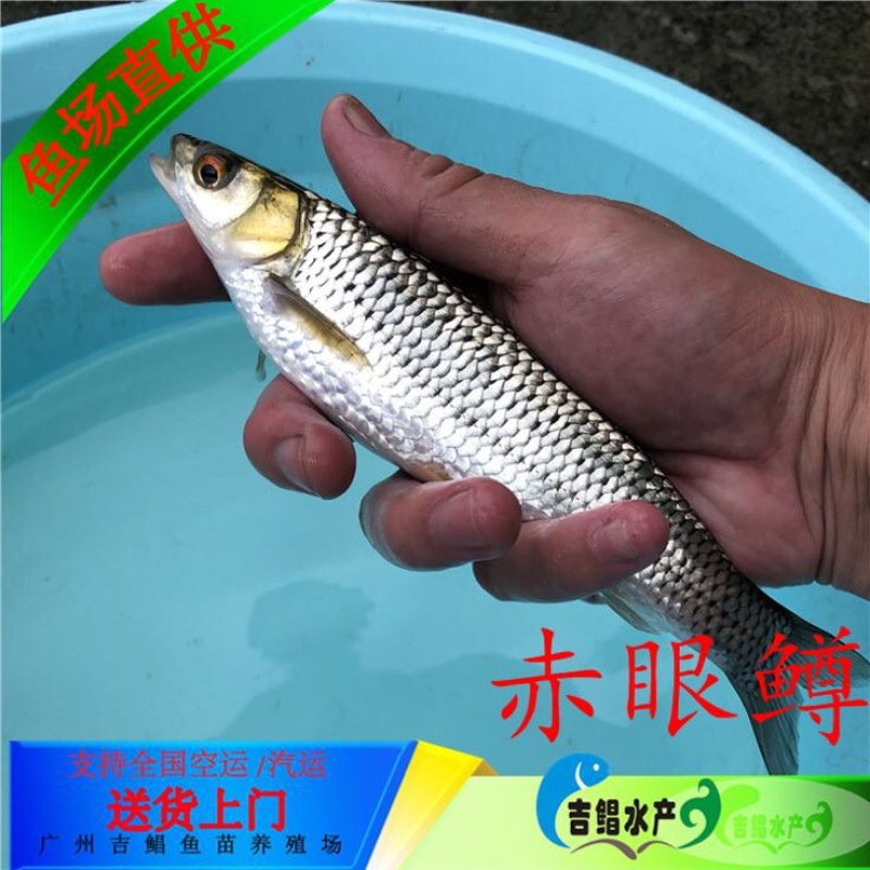赤眼鳟鱼赤眼鳟鱼苗红眼鱼苗
