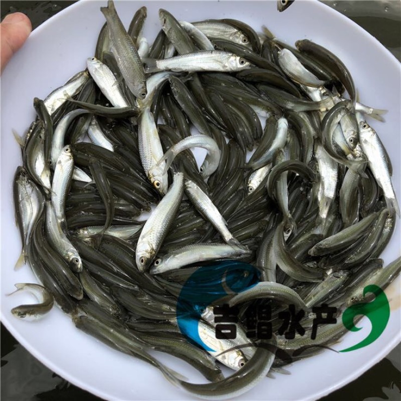 赤眼鳟鱼赤眼鳟鱼苗红眼鱼苗