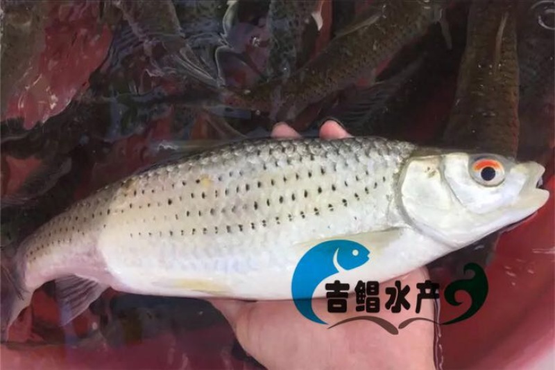 赤眼鳟鱼赤眼鳟鱼苗红眼鱼苗